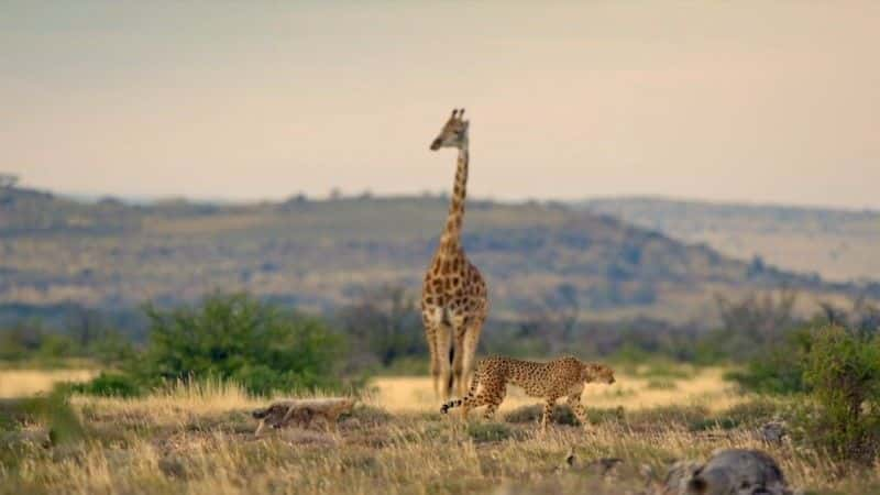 ¼ƬҺԱ Cheetah Family and Me1080Pȫ1-Ļ/Ļ