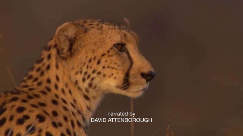 ¼ƬԱٳɳ Cheetahs: Growing Up Fastȫ1-Ļ/Ļ