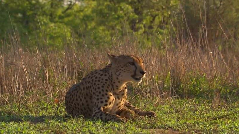 ¼ƬԱٳɳ (BBC 1080p) Cheetahs: Growing Up Fast (BBC 1080p)1080Pȫ1-Ļ/Ļ