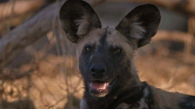 纪录片《野外的狗：认识家人 Dogs in the Wild: Meet the Family》[无字][BT][720P]资源下载