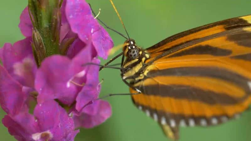 ¼Ƭ˹ӣʺµҰ Costa Rica: Wildlife under the Rainbow1080P-Ļ/Ļ