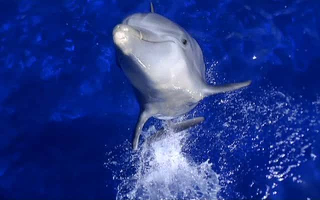 ¼Ƭ (DC) Dolphins (DC)Ļ/Ļ