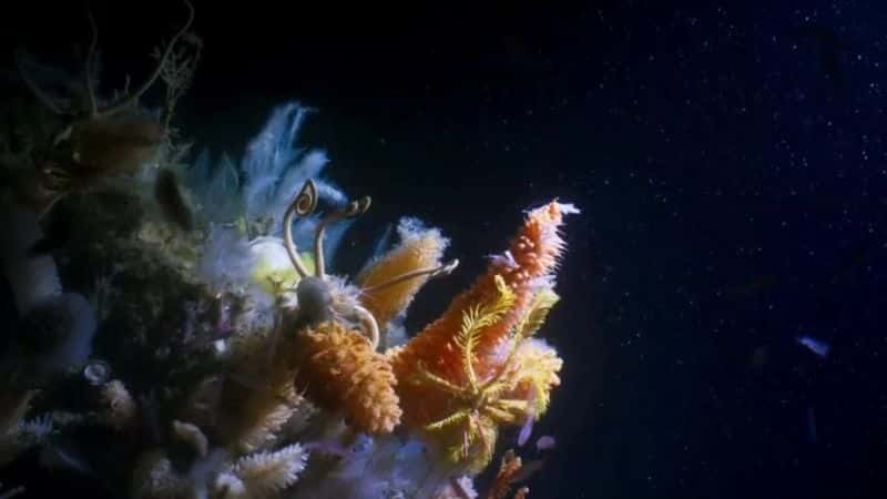 ¼Ƭɫ IIڶ  Blue Planet II: Part 2 the DeepĻ/Ļ