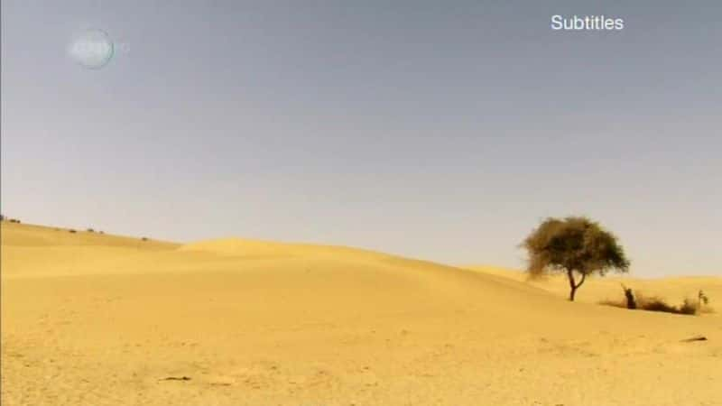 ¼ƬɳĮ Deserts and LifeĻ/Ļ