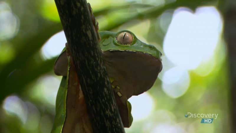 ¼Ƭ Brazil: Saving the TamarinĻ/Ļ