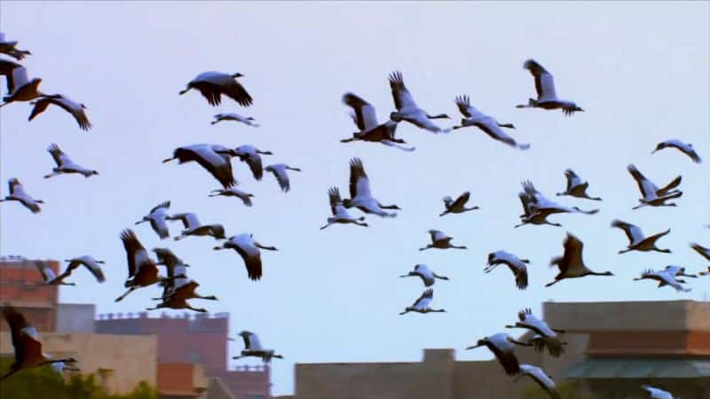 ¼Ƭɻѷϵ漣 Bird vs. Plane: Miracle on the Hudson1080P-Ļ/Ļ