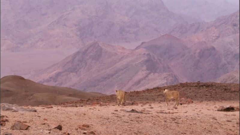 纪录片《沙漠雄狮（蓝光） Desert Lions (Blu-ray)》[无字][BT][720P]资源下载