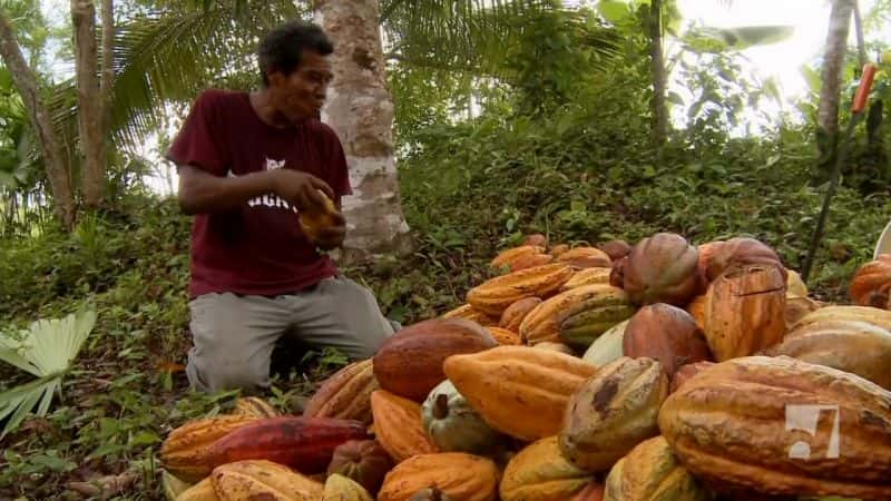 ¼Ƭɿũ The Chocolate FarmerĻ/Ļ