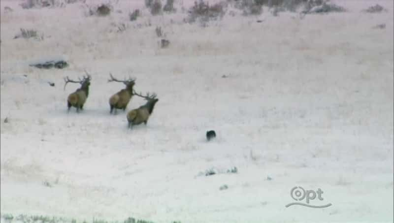 ¼Ƭʯ԰ʥ Christmas in YellowstoneĻ/Ļ