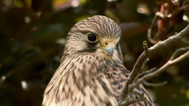 ¼Ƭȶµϵʮ Bill Oddie's Top Ten Birds1080Pȫ1-Ļ/Ļ