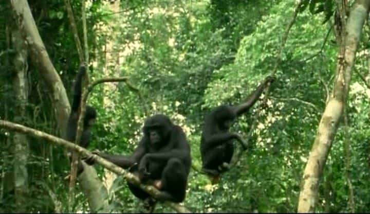 ¼Ƭɣжʧ Bonobo: Missing in ActionĻ/Ļ