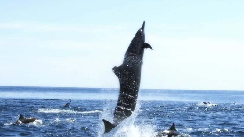 ¼Ƭࣺļ Dolphins: Spy in the PodĻ/Ļ