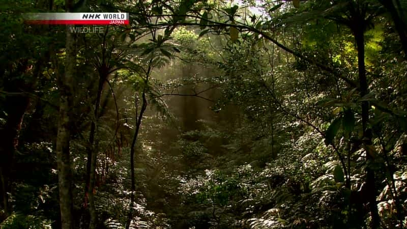 ¼Ƭһгľ Carving a Niche: Okinawa WoodpeckerĻ/Ļ