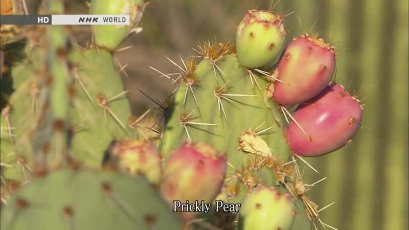 ¼ƬҰƣŵɳĮ Biggest and Wildest Cacti: The Sonoran DesertĻ/Ļ