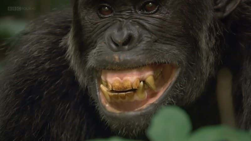 ¼ƬʧϿȵĺ (BBC) Chimps of the Lost Gorge (BBC)1080Pȫ1-Ļ/Ļ