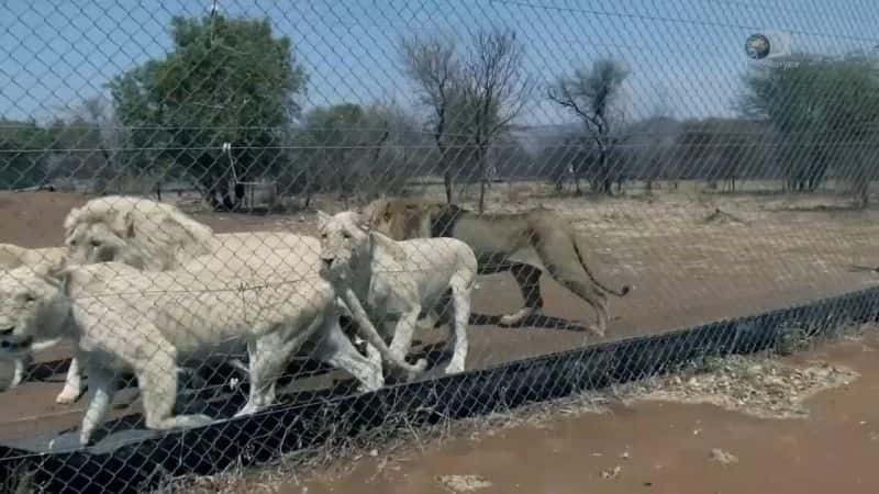 纪录片《血狮：为子弹而生 Blood Lions: Bred for the Bullet》[无字][BT][1080P]资源下载