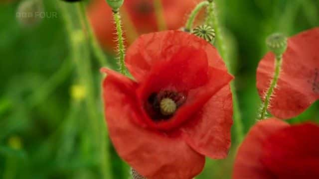 ¼Ƭɫѧ (BBC) Colour: The Spectrum of Science (BBC)1080Pȫ1-Ļ/Ļ