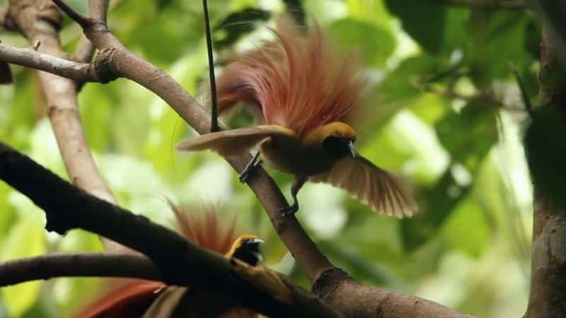 ¼Ƭռ (BBC) Birds of Paradise: The Ultimate Quest (BBC)1080Pȫ1-Ļ/Ļ