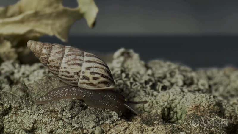 ¼ƬȺԱ Canary Islands: Biodiversity RedoubtsĻ/Ļ