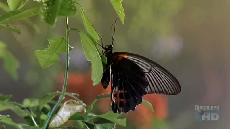 ¼Ƭ棺ð Bugs: A Rainforest AdventureĻ/Ļ