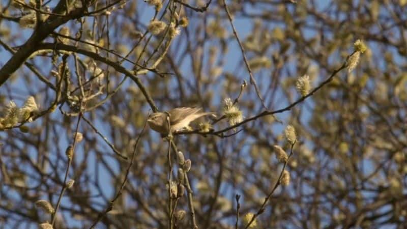 ¼Ƭϳţ (BBC) Dawn Chorus: The Sounds of Spring (BBC)2560Pȫ1-Ļ/Ļ