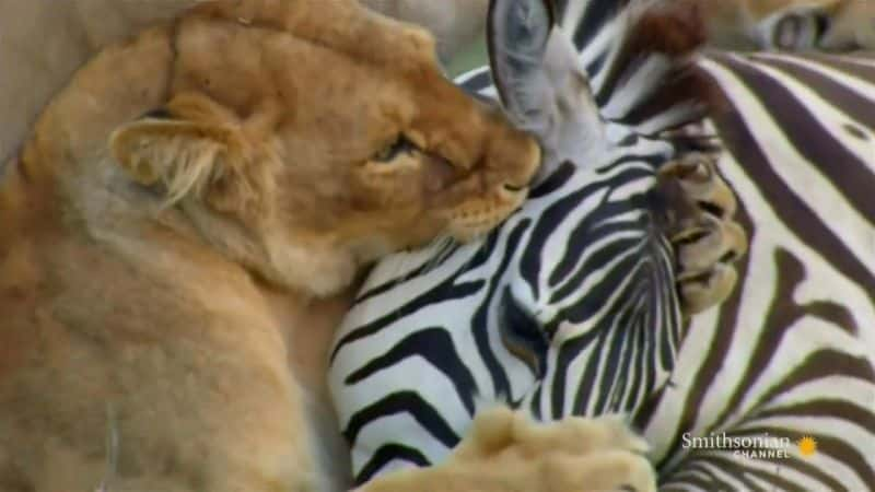 ¼ƬɵĴèƶ Big Cats of the SavannahĻ/Ļ