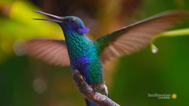 ¼ƬױǣҰħ Colombia: Wild Magicȫ1-Ļ/Ļ