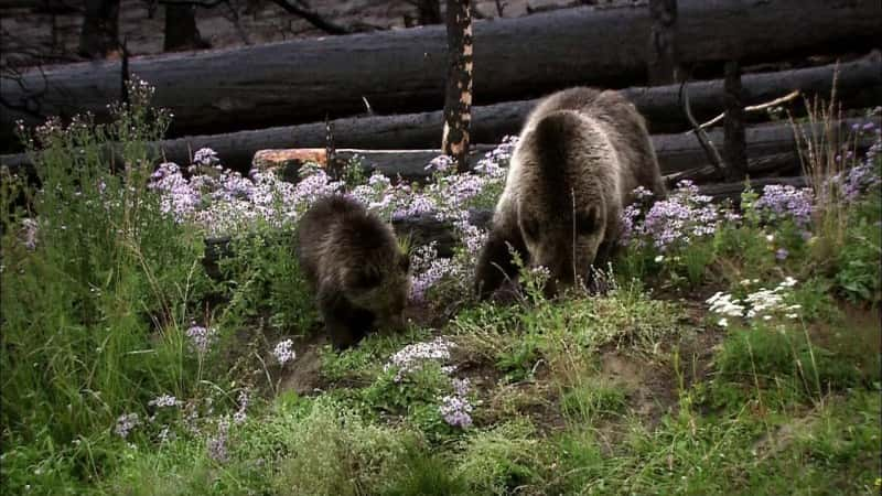 ¼Ƭͻǵ Clash: Encounters of Bears and WolvesĻ/Ļ