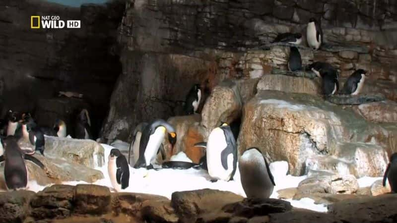 ¼Ƭ԰ Building Penguin ParadiseĻ/Ļ