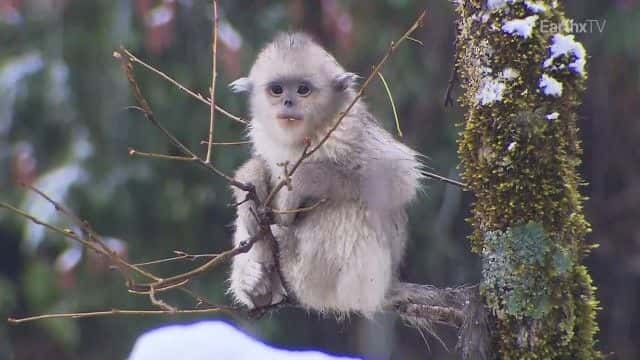 ¼Ƭйصĺ China's Hidden Monkeysȫ1-Ļ/Ļ