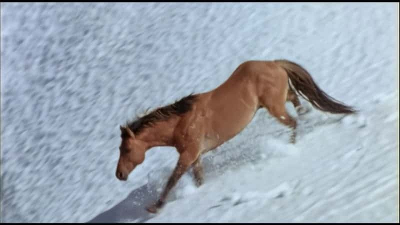 ¼Ƭƣս (PBS) Cloud: Challenge of the Stallions (PBS)Ļ/Ļ