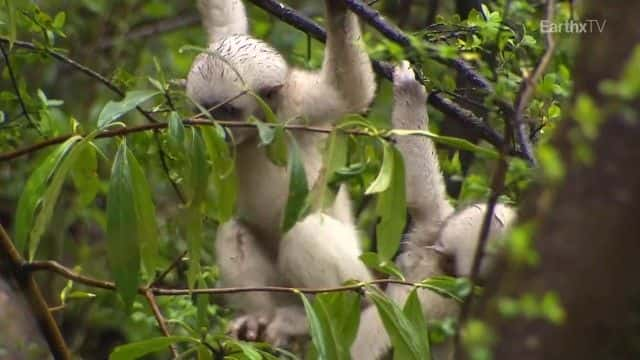 ¼Ƭйصĺ China's Hidden Monkeysȫ1-Ļ/Ļ