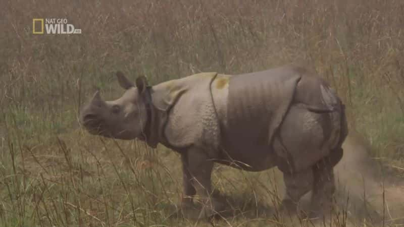 ¼Ƭ׷Ϭţ Chasing RhinosĻ/Ļ