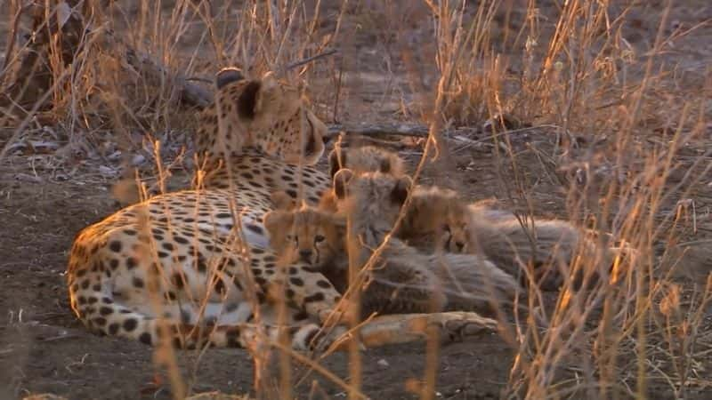 ¼ƬԱٳɳ Cheetahs: Growing Up Fastȫ1-Ļ/Ļ