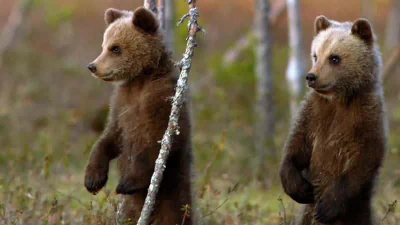 ¼Ƭܣ̩Ұ Brown Bears: Teddy Bears Picnic1080P-Ļ/Ļ