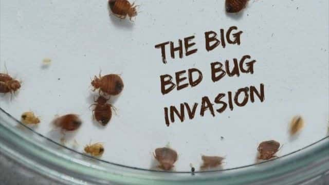 ¼Ƭ The Big Bed-Bug Invasion1080Pȫ1-Ļ/Ļ