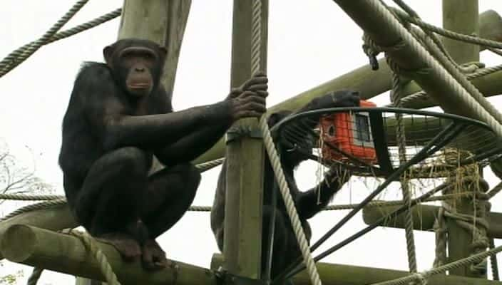 ¼ƬͷĿ The Chimpcam Project720P-Ļ/Ļ