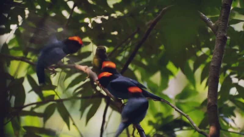 ¼Ƭ - Ȼʷ Brazil - A Natural History1080P-Ļ/Ļ