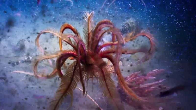 ¼Ƭɫ IIڶ  Blue Planet II: Part 2 the DeepĻ/Ļ