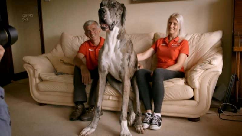 ¼ƬĹ Biggest Dog in the WorldĻ/Ļ