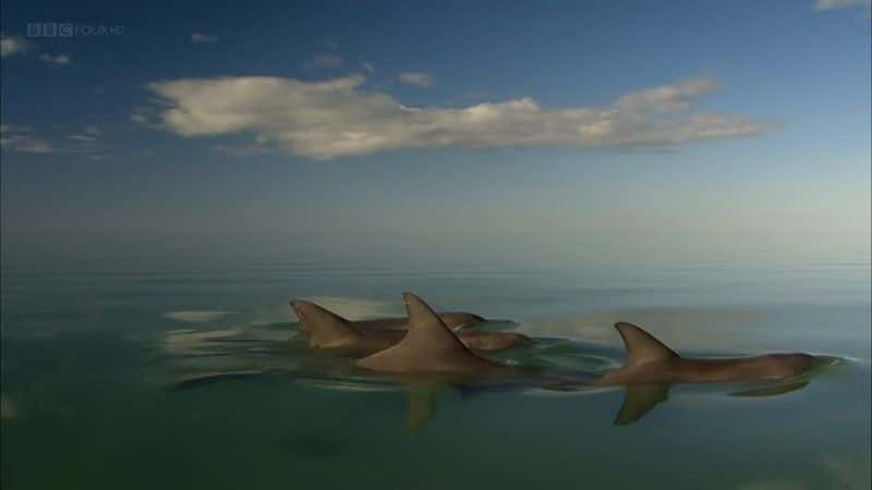 ¼Ƭĺ (BBC 1080p) The Dolphins of Shark Bay (BBC 1080p)1080Pȫ1-Ļ/Ļ