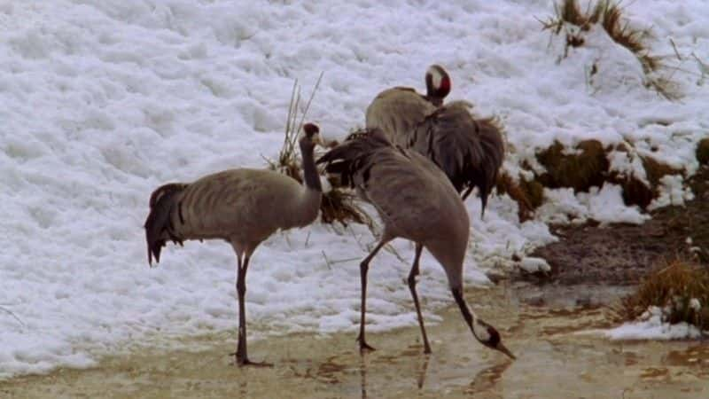 ¼Ƭĺ Dancing Cranes of SwedenĻ/Ļ