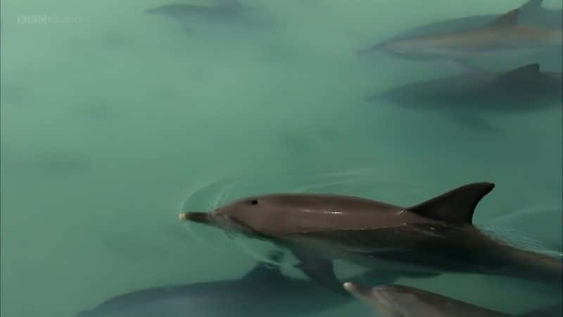 ¼Ƭĺ (BBC 1080p) The Dolphins of Shark Bay (BBC 1080p)1080Pȫ1-Ļ/Ļ