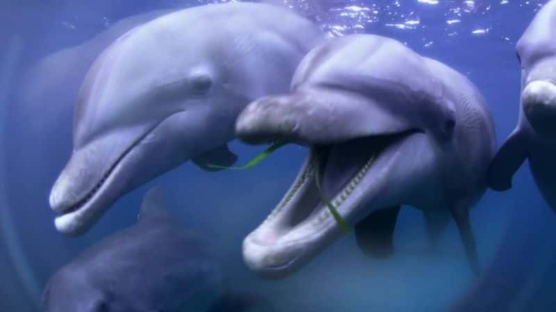 ¼Ƭࣺļ Dolphins: Spy in the PodĻ/Ļ