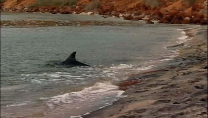 ¼Ƭĺ The Dolphins of Shark Bay720Pȫ1-Ļ/Ļ