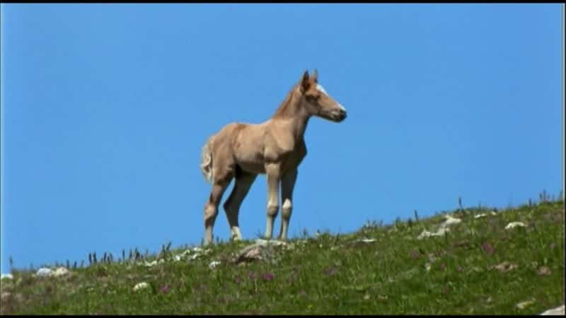 ¼Ƭƣս (PBS) Cloud: Challenge of the Stallions (PBS)Ļ/Ļ