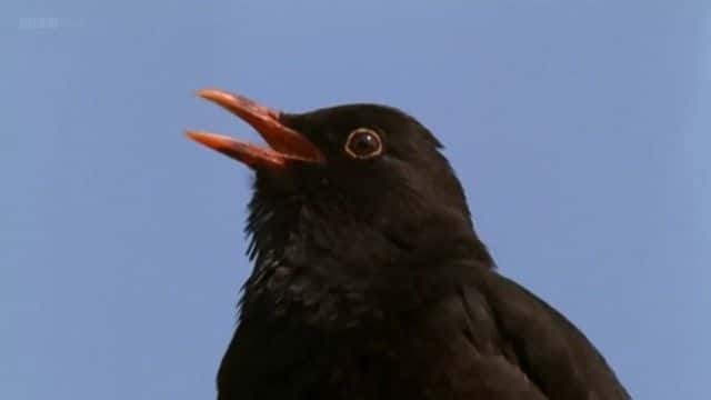 纪录片《比尔·奥迪的十大鸟类 Bill Oddie's Top Ten Birds》[无字][BT][720P]资源下载