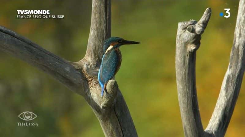 纪录片《威尼斯卡马格： les peuples des lagunes Camargue, Venise: les peuples des lagunes》[无字][BT][720P]资源下载