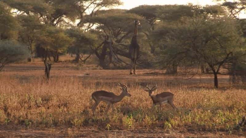 ¼ƬԱٳɳ Cheetahs: Growing Up Fastȫ1-Ļ/Ļ