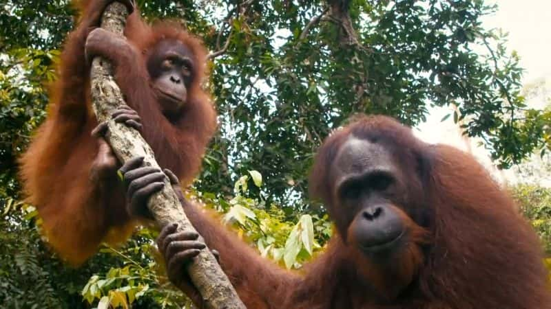 纪录片《生于野外 Born in the Wild》[无字][BT][720P]资源下载